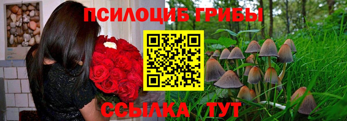 Галлюциногенные грибы Cubensis Аргун